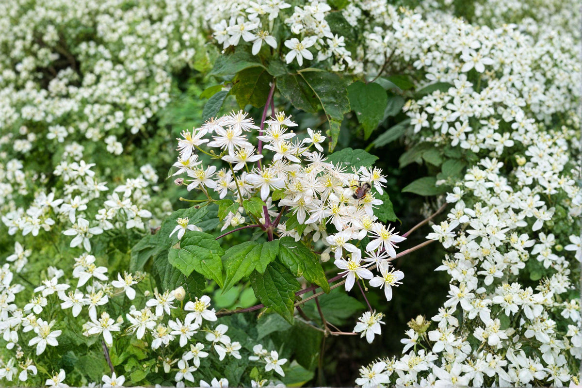 Virgin’s Bower Clematis virginiana Seeds – Native Climbing Vine for Pollinator Gardens, Woodland Edges, 50 Seeds