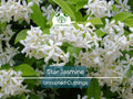 Jasminoides Trachelospermum Star Jasmine Cuttings, 6" Unrooted Propagation Vines, Fragrant White Flowers, Garden, Patio & Trellis Plant