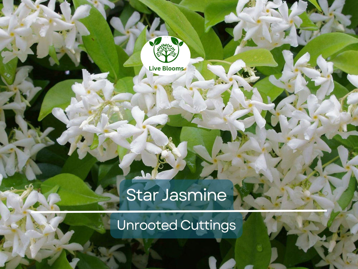 Jasminoides Trachelospermum Star Jasmine Cuttings, 6" Unrooted Propagation Vines, Fragrant White Flowers, Garden, Patio & Trellis Plant