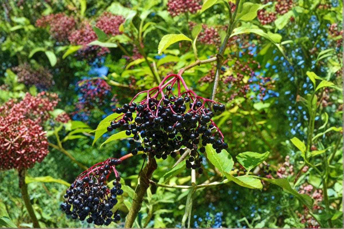 Elderberry Cuttings 6-12" Sambucus canadensis American Elderberry Shrub Propagation Material
