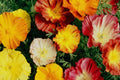 California Poppy Seeds - Ballerina Mix Flower Seeds - Eschscholzia californica - Vibrant Colors, Organic, Easy to Grow