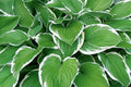 Mixed Rare Hosta Seeds - 200+ Perennial Seeds for Pollinator Gardens