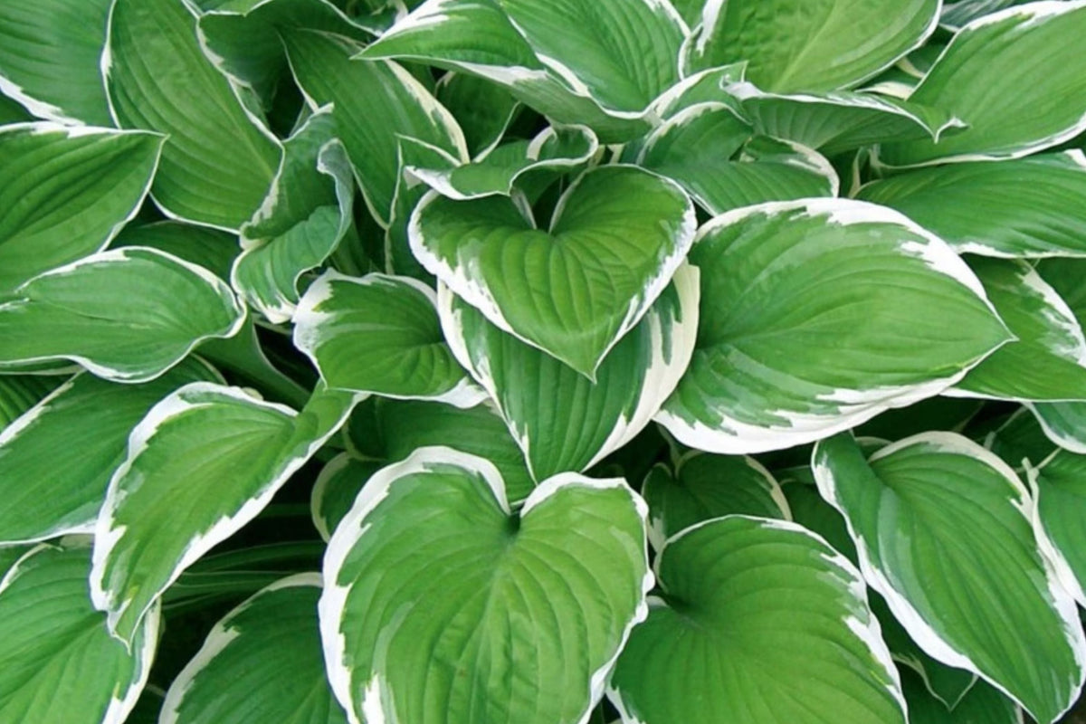 Mixed Rare Hosta Seeds - 200+ Perennial Seeds for Pollinator Gardens