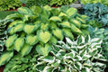 Hosta Seeds - 200+ Perennial Hosta Seeds for Shade Gardens - Attract Pollinators