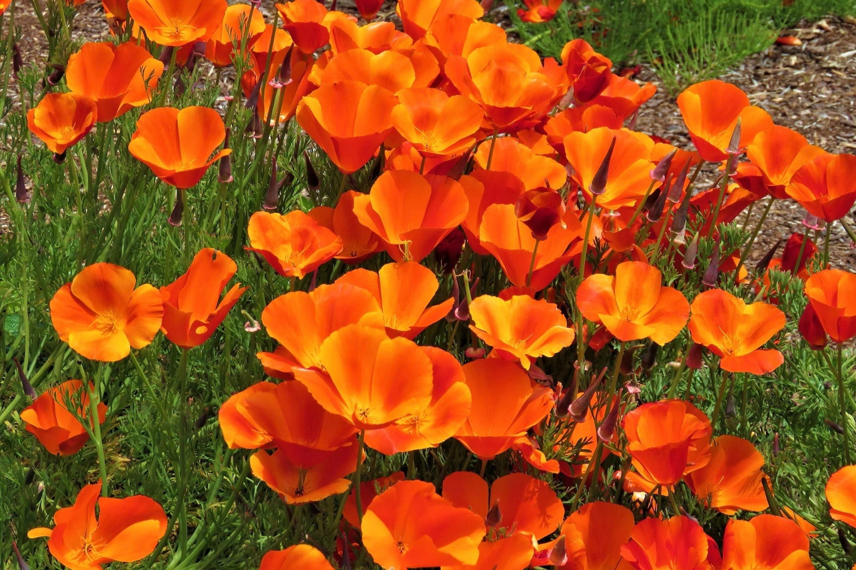 California Poppy Seeds - Orange Flower, Non-GMO, Eschscholzia californica, Wildflower Garden Seeds for Attracting Pollinators