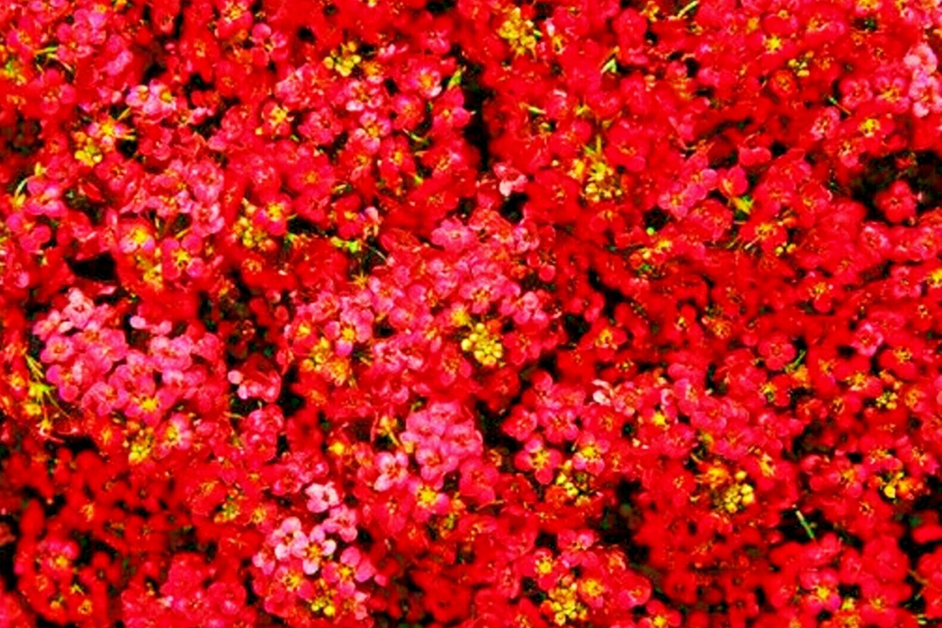 Teal Alyssum Seeds | Carpet Flower | Fragrant Brassicaceae | Lobularia maritima | Drought-Resistant Ground Cover
