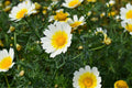 Shungiku Seeds - Non-GMO Edible Flowers Mix - Chrysanthemum coronarium - Garnishing & Culinary Use