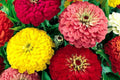 Zinnia Dahlia Seeds Pack – Bulk Flower Seeds for Vibrant Blooms – Zinnia elegans – Annual Garden Seeds