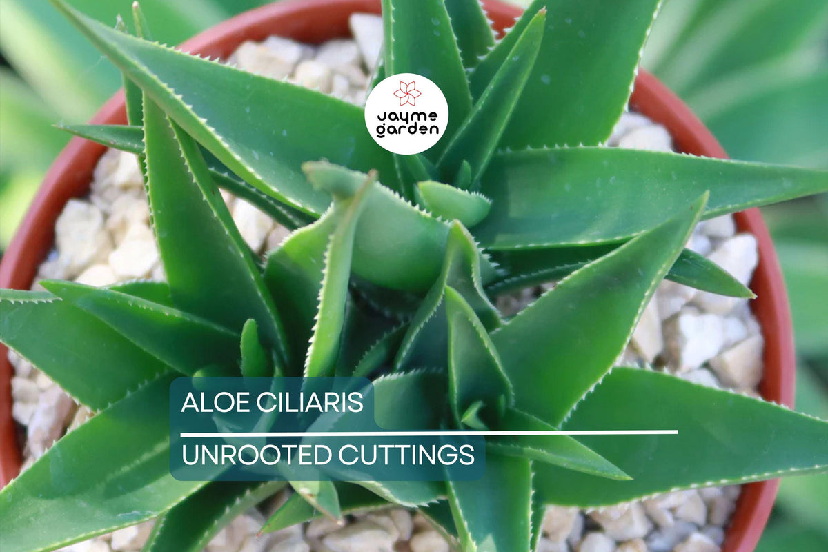 Aloe ciliaris Climbing Aloe Cutting – 4 Inch South African Succulent, Easy to Root, Drought Tolerant Indoor or Outdoor Plant