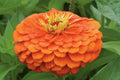 Zinnia Seeds - Giant Orange King Variety - 5-Inch Bright Orange Flowers - Zinnia elegans for Garden, Borders, Cut Flowers