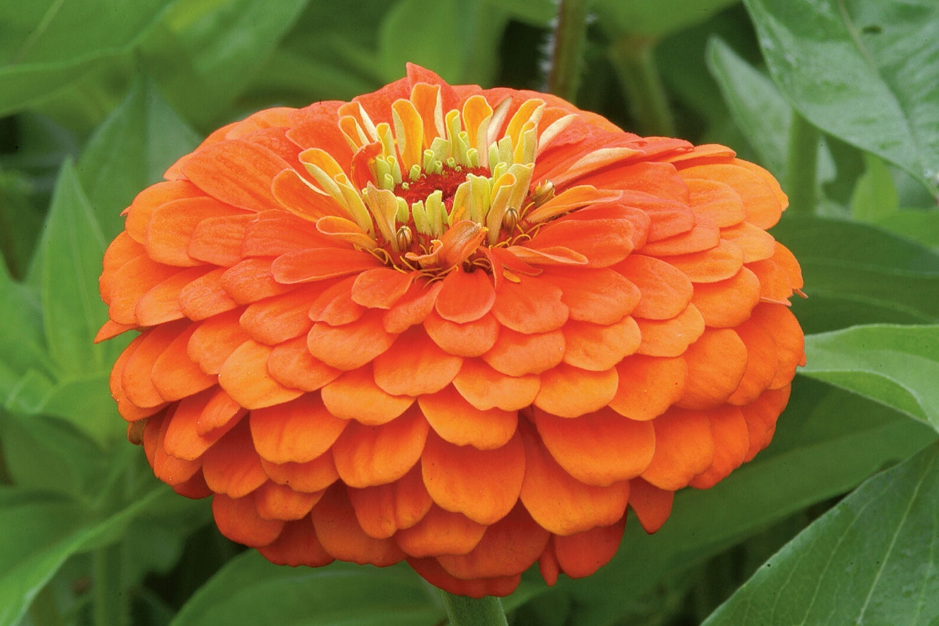 Zinnia Seeds - Giant Orange King Variety - 5-Inch Bright Orange Flowers - Zinnia elegans for Garden, Borders, Cut Flowers