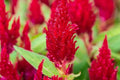 Scarlet Plume Celosia Seeds | Non-GMO Flower Seeds | Vibrant Red Feathery Blooms | Celosia argentea, Annual Plant, Packet of 50 Seeds