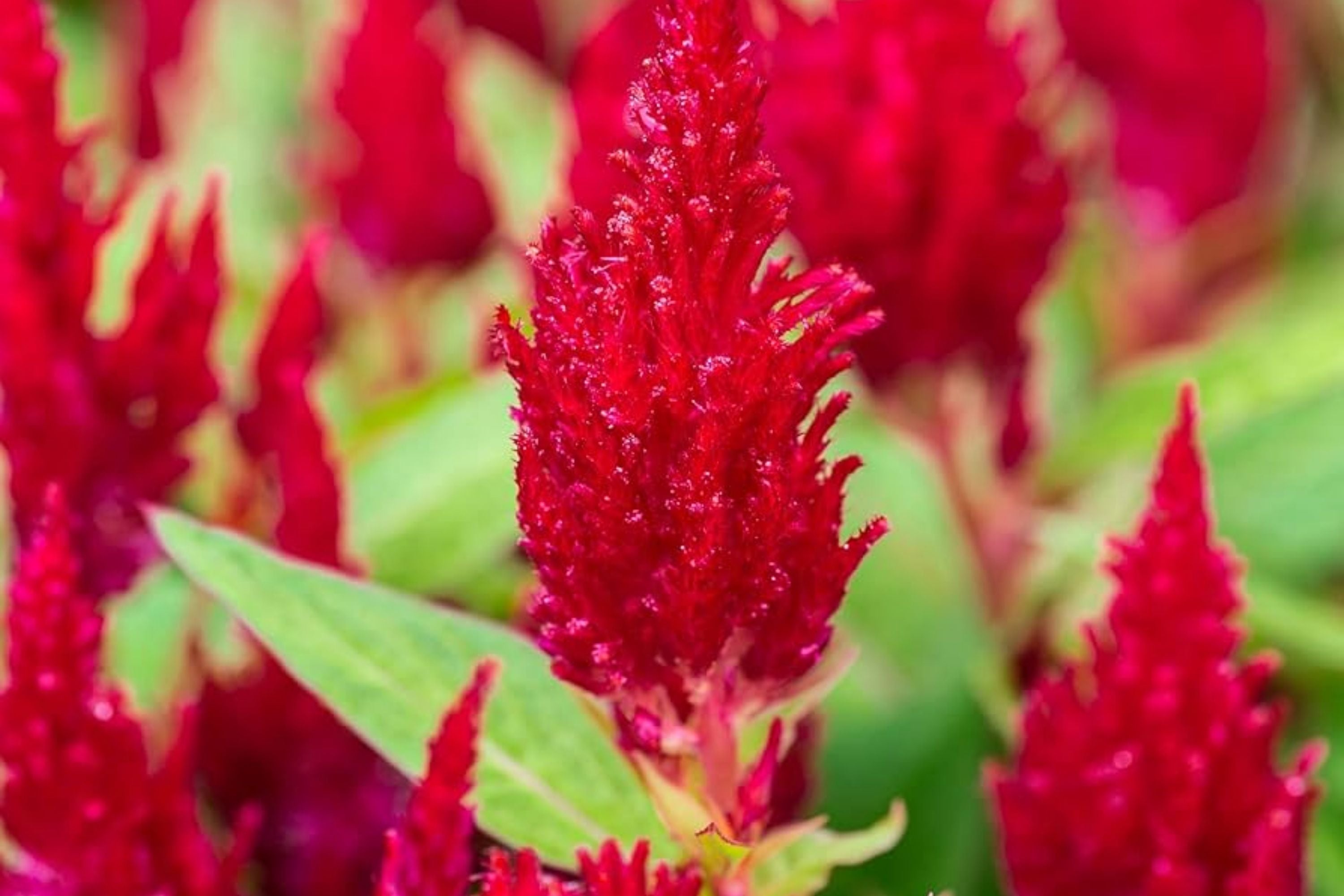 Scarlet Plume Celosia Seeds | Non-GMO Flower Seeds | Vibrant Red Feathery Blooms | Celosia argentea, Annual Plant, Packet of 50 Seeds