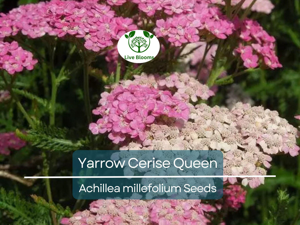 Yarrow Seeds Cerise Queen Perennial Achillea millefolium Vibrant Pink Blooms Pollinator Friendly Non-GMO