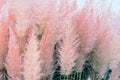Pink Pampas Grass Seeds, Ornamental Grass, Cortaderia selloana, 10,000+ Seeds for Landscaping & Garden