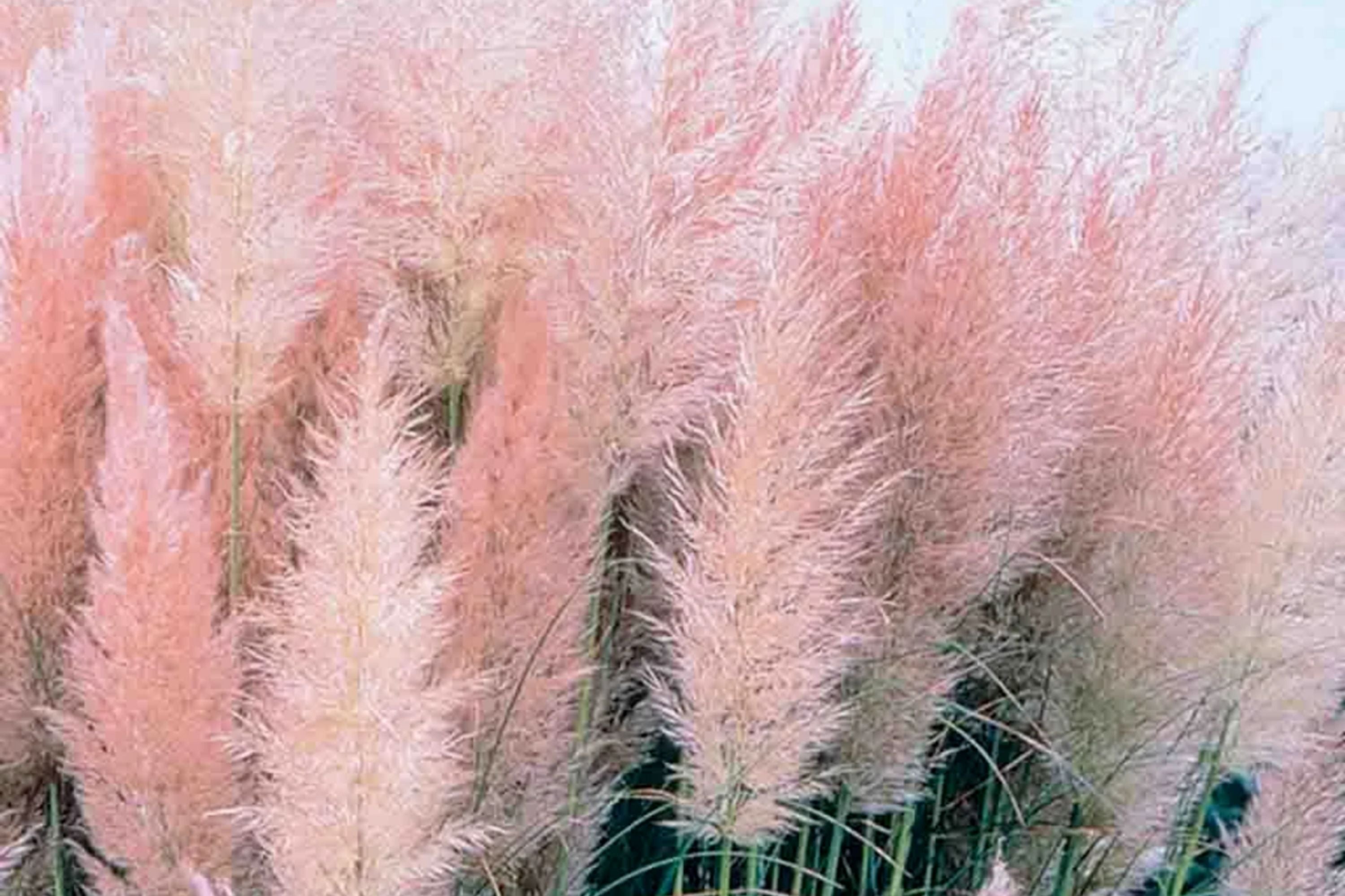 Pink Pampas Grass Seeds, Ornamental Grass, Cortaderia selloana, 10,000+ Seeds for Landscaping & Garden