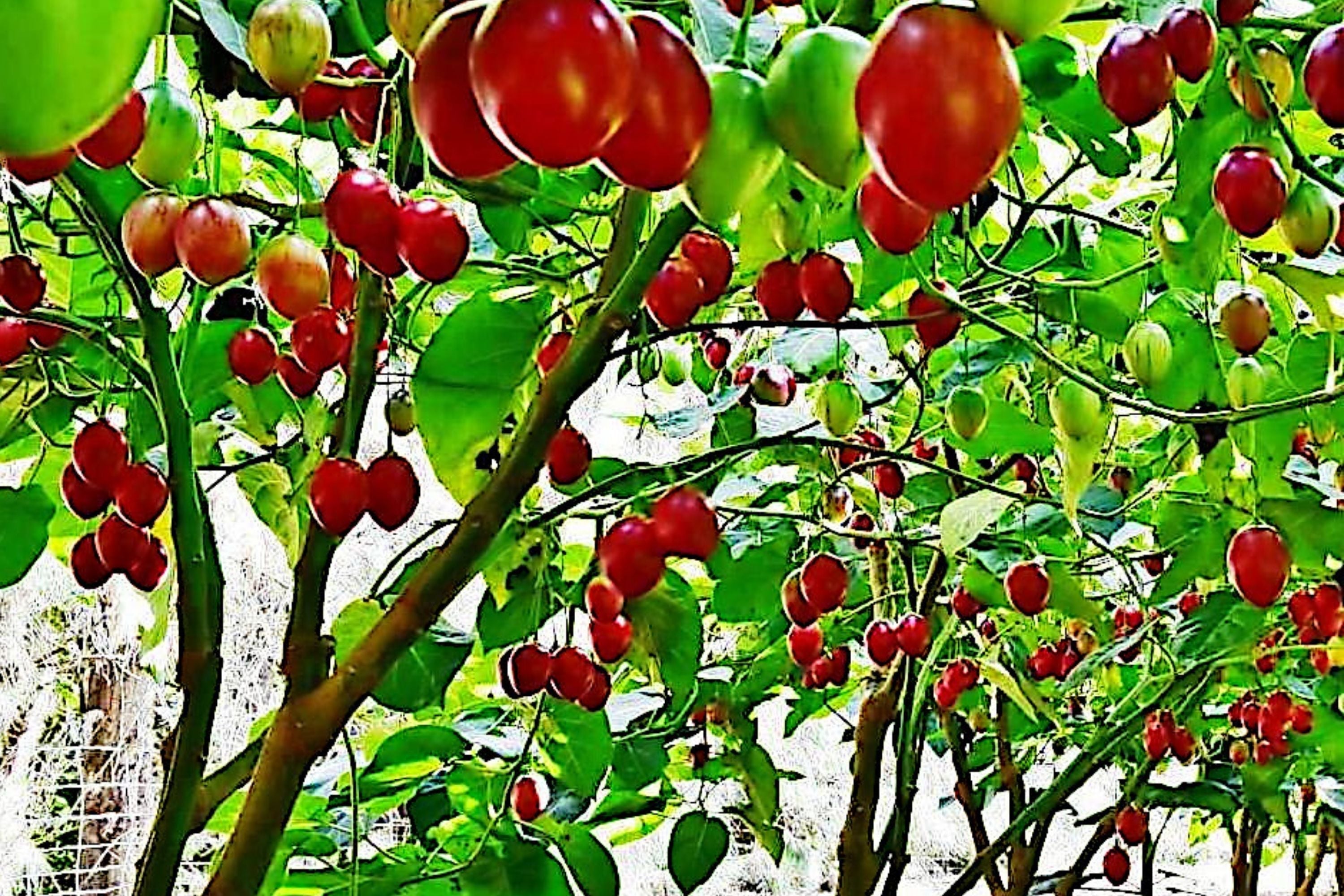 Tamarillo Tree Tomato Seeds - High Yield, Fast Growing Solanum betaceum, Edible Fruit, Garden Plant, Perennial, 20 Seeds