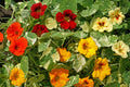 Nasturtium Seeds - Alaska Mix Edible Flowers & Leaves - Tropaeolum majus Heirloom Non-GMO Garden Seeds