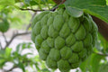Organic Sugar Apple Fruit Tree Seeds - Annona squamosa - Tropical Sweetsop Plant Seeds for Home Garden
