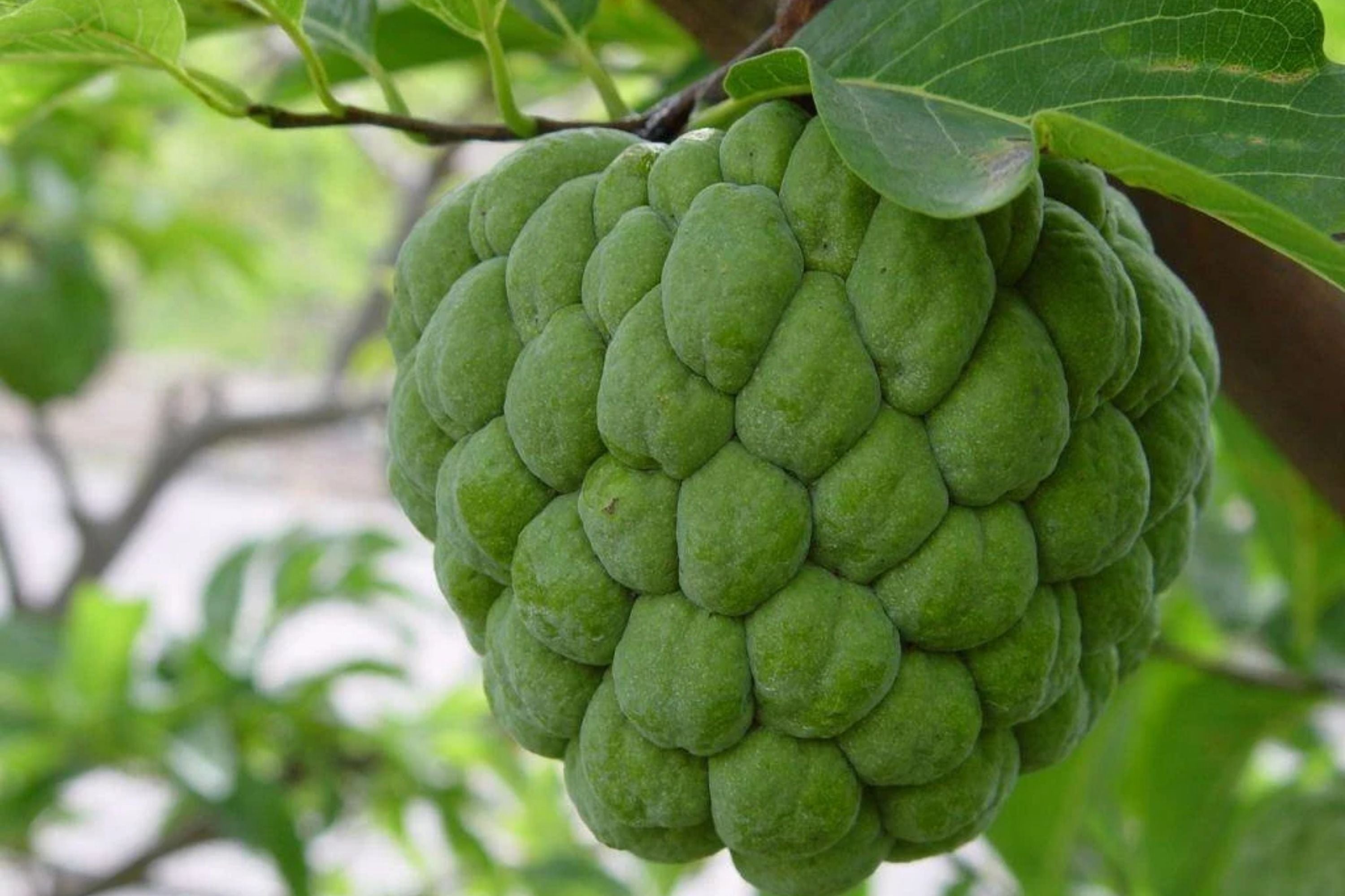 Organic Sugar Apple Fruit Tree Seeds - Annona squamosa - Tropical Sweetsop Plant Seeds for Home Garden
