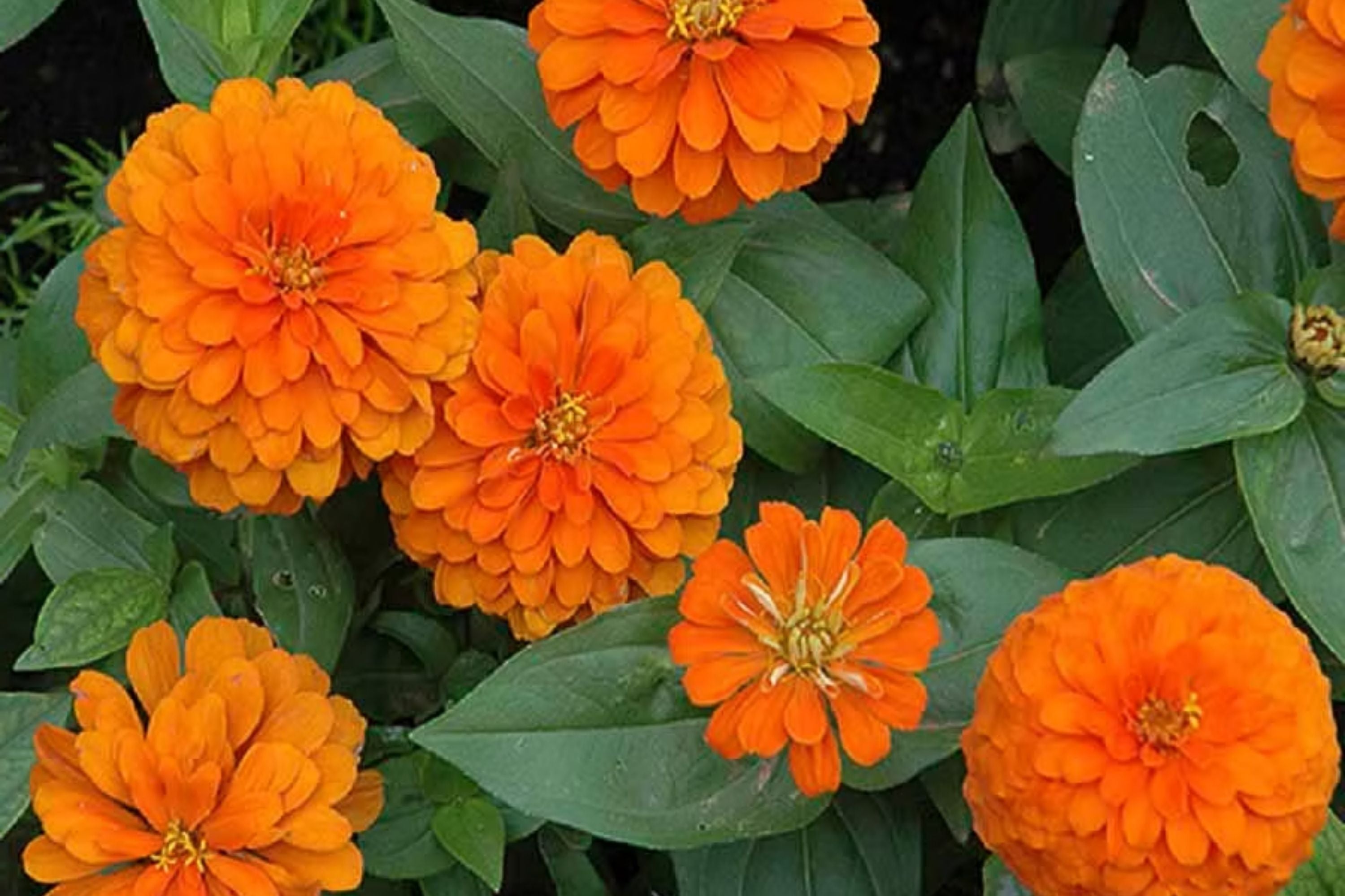 Zinnia Seeds Orange King - Giant 5" Double Orange Flowers Heirloom