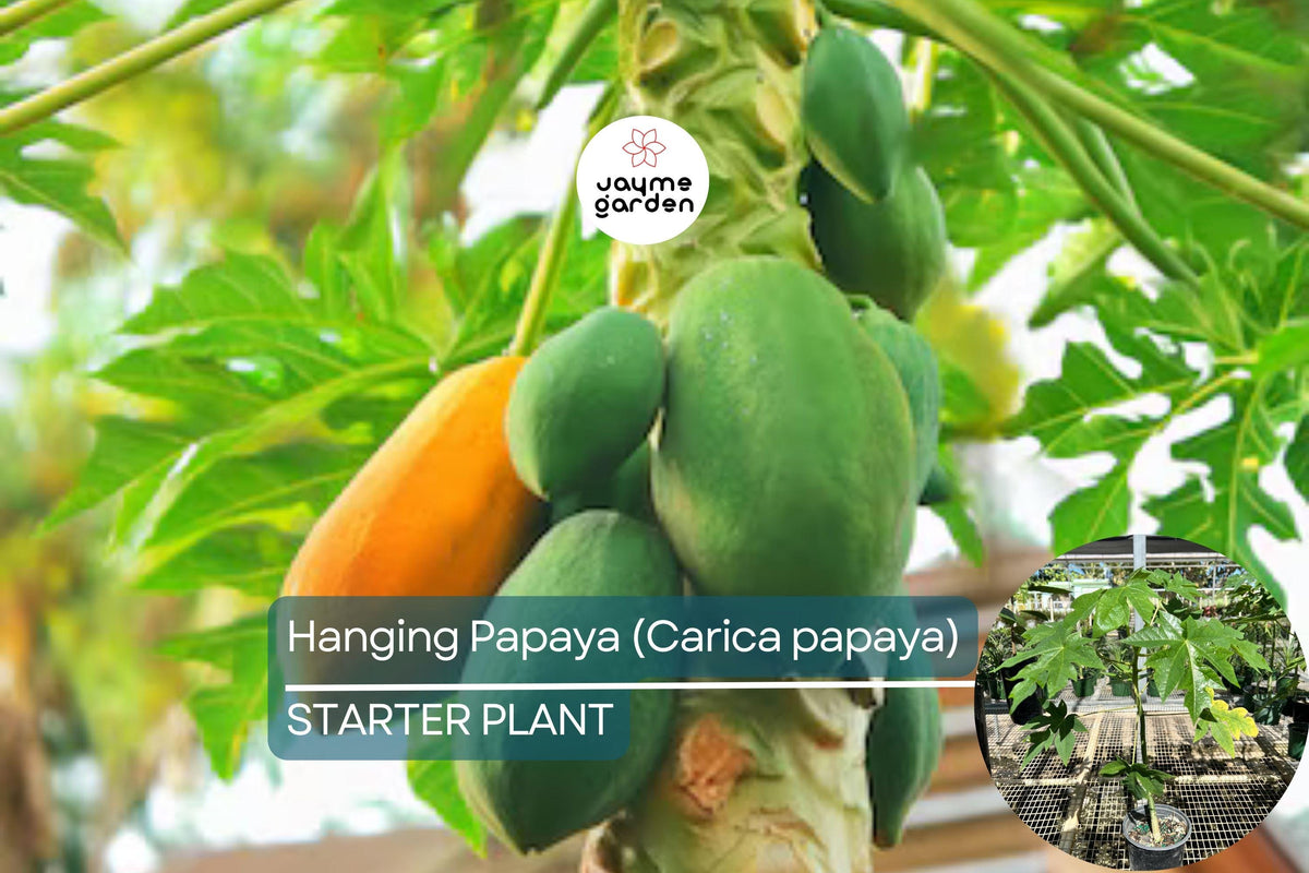 Hanging Papaya Tree Live Plant | Tropical Fruit Plant with Sweet, Juicy Papayas | Carica papaya | Easy to Grow Starter