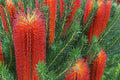 Banksia ericifolia Seeds - Lantern Fireworks Tree Pack of 10, Bright Yellow Flowers, Australian Native, Rare Garden Tree Seeds