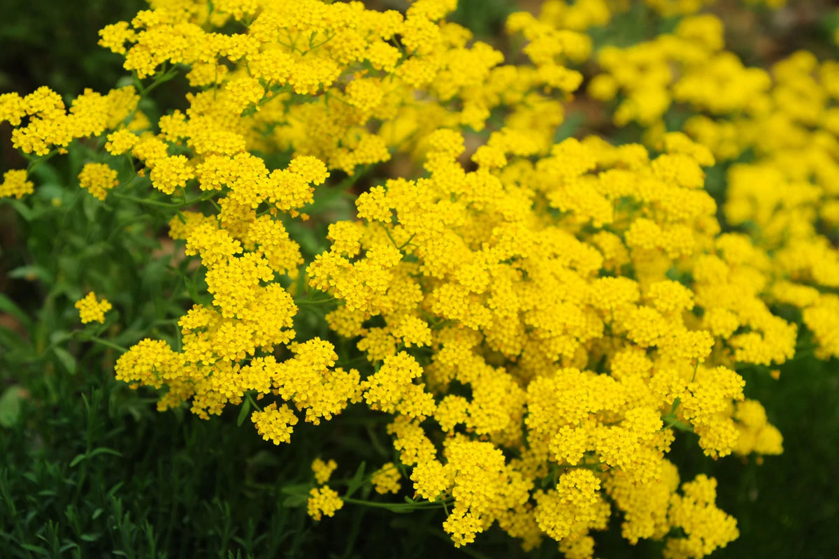 Basket Of Gold Alyssum Seeds, Groundcover, Golden Yellow Blooms, Aurinia saxatile, Non-GMO, USDA Zones 3-9