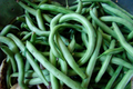 Blue Lake Pole Green Bean Seeds – Non-GMO Heirloom Phaseolus vulgaris, Climbing Vine, Bulk Garden Seeds