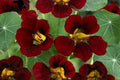 Black Velvet Nasturtium Seeds - Heirloom Non-GMO Tropaeolum majus, Trailing, Edible Flowers, Vibrant Orange & Yellow Blooms