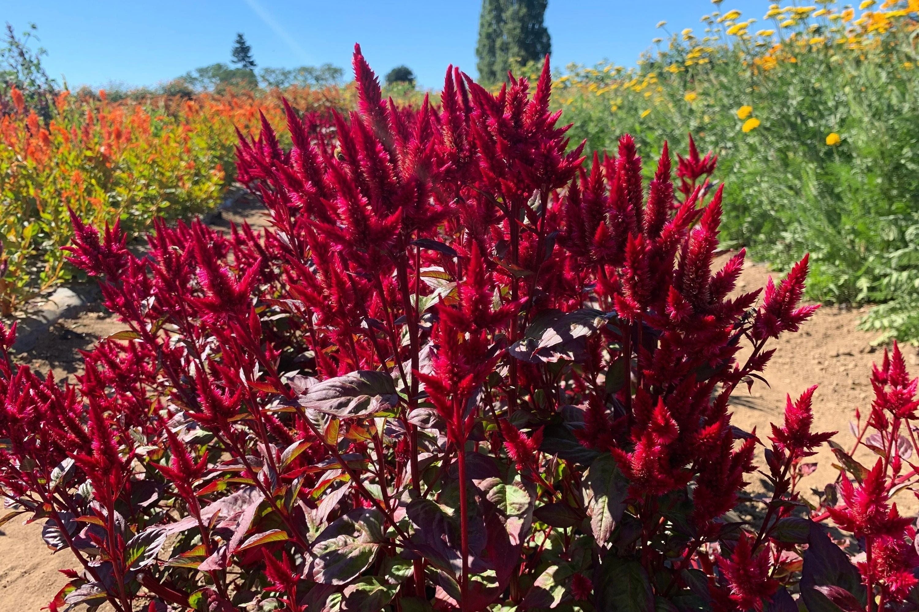 Pampas Plume Mix Celosia Seeds - Colorful Flowering Annual - Celosia argentea - Non-GMO, Vibrant Garden Seeds