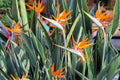 Birds of Paradise Seeds 2025 - Strelitzia Reginae Orange and Blue Flowers