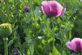 Organic Czech Papaver Somniferum Poppy Seeds – 20,000 Fresh Seeds for Planting, Ornamental Garden, Floral Arrangements