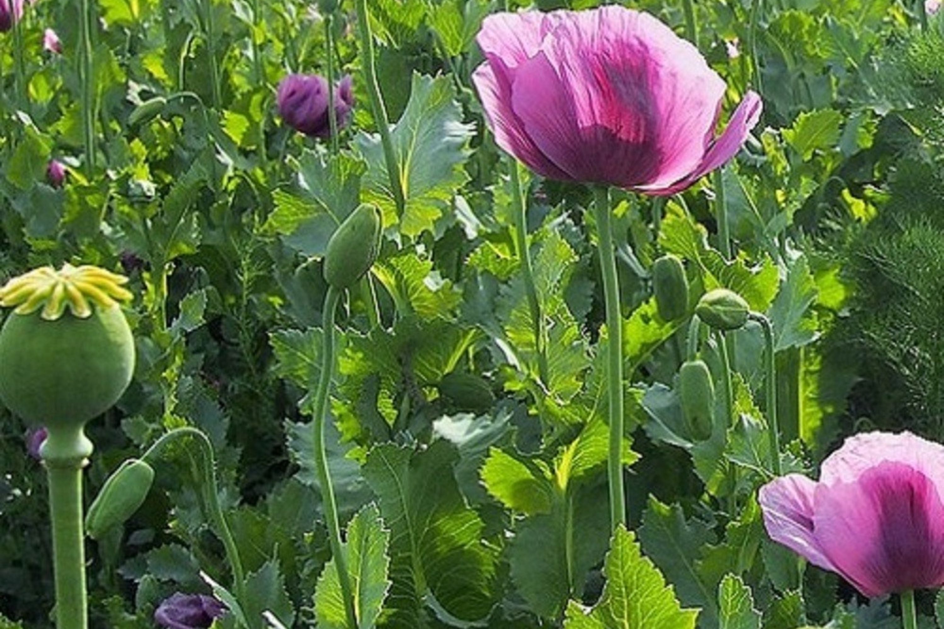 Organic Czech Papaver Somniferum Poppy Seeds – 20,000 Fresh Seeds for Planting, Ornamental Garden, Floral Arrangements