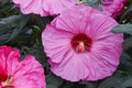 Mixed Giant Hibiscus Seeds - Perennial Flower Seeds for Garden, Borders, Containers - Hibiscus rosa-sinensis, 120+ PCS