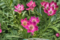 Anemone multifida Windflower Seeds — Native Perennial for Gardens & Meadows — 100 Seeds