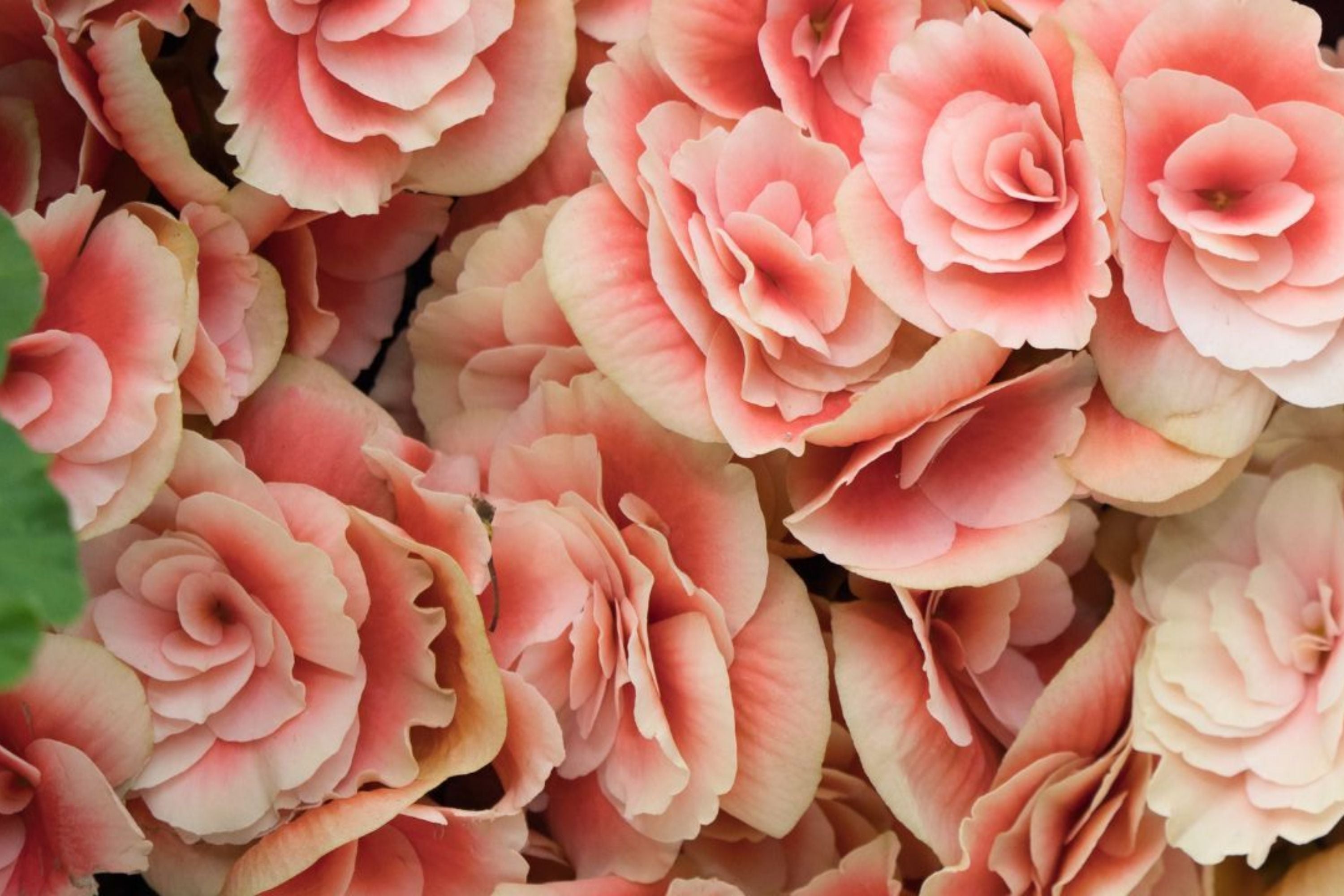 Dreamscape Blend Begonia Seeds - Non-GMO Flower Seeds, Assorted Colors, Begonia x tuberhybrida, 45 or 125 Seeds