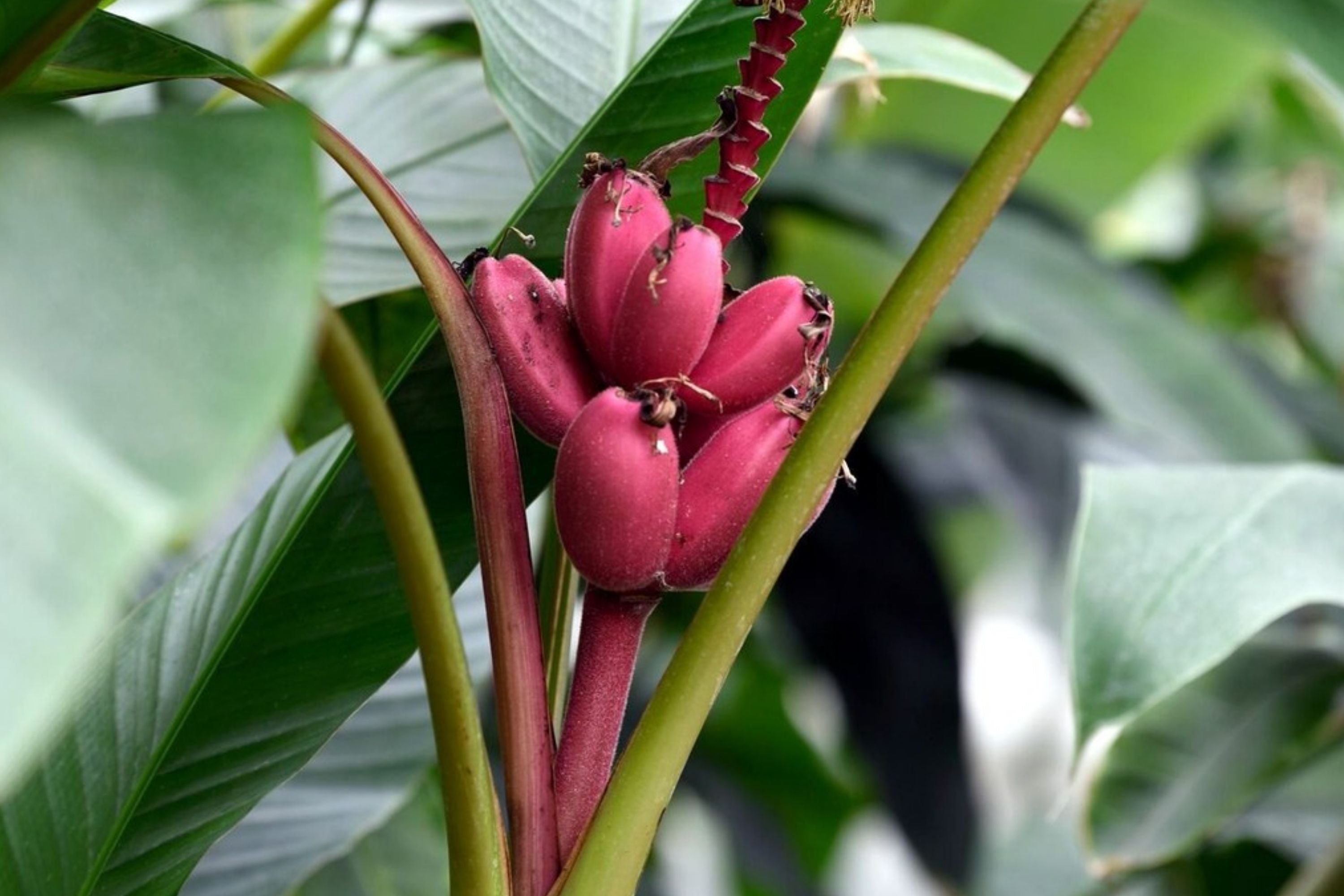 Pink Dwarf Banana Seeds – Musa velutina – Rare Fruit Plant, Hardy, Fast Growing, Zone 7b, Tropical Garden, Exotic Fruit Seeds