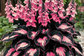Perennial Hosta Flower Seeds - 200+ Seeds for Shade Garden, Hosta spp. Planting, Easy to Grow, Pollinator Attracting