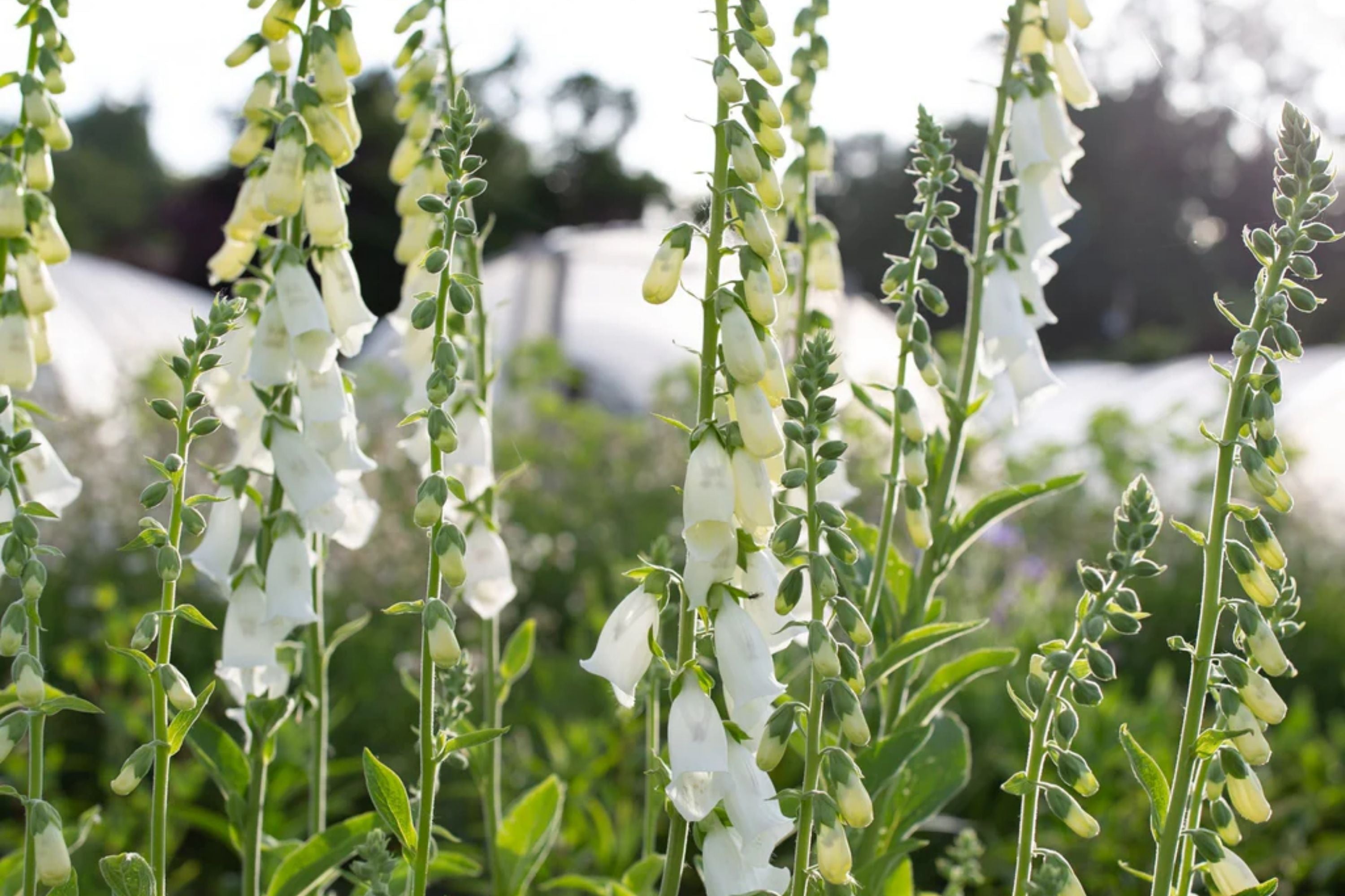 Alba Foxglove Seeds - Non-GMO Digitalis purpurea for Garden Planting