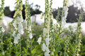 Alba Foxglove Seeds - Non-GMO Digitalis purpurea for Garden Planting