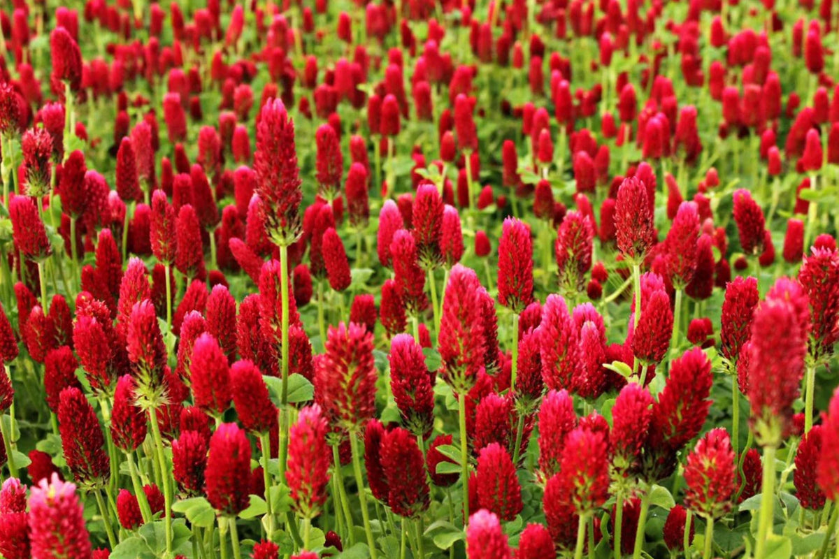 Crimson Clover Seeds - Italian Blood Red - Cover Crop & Garden Flower - Trifolium incarnatum 2025 Planting