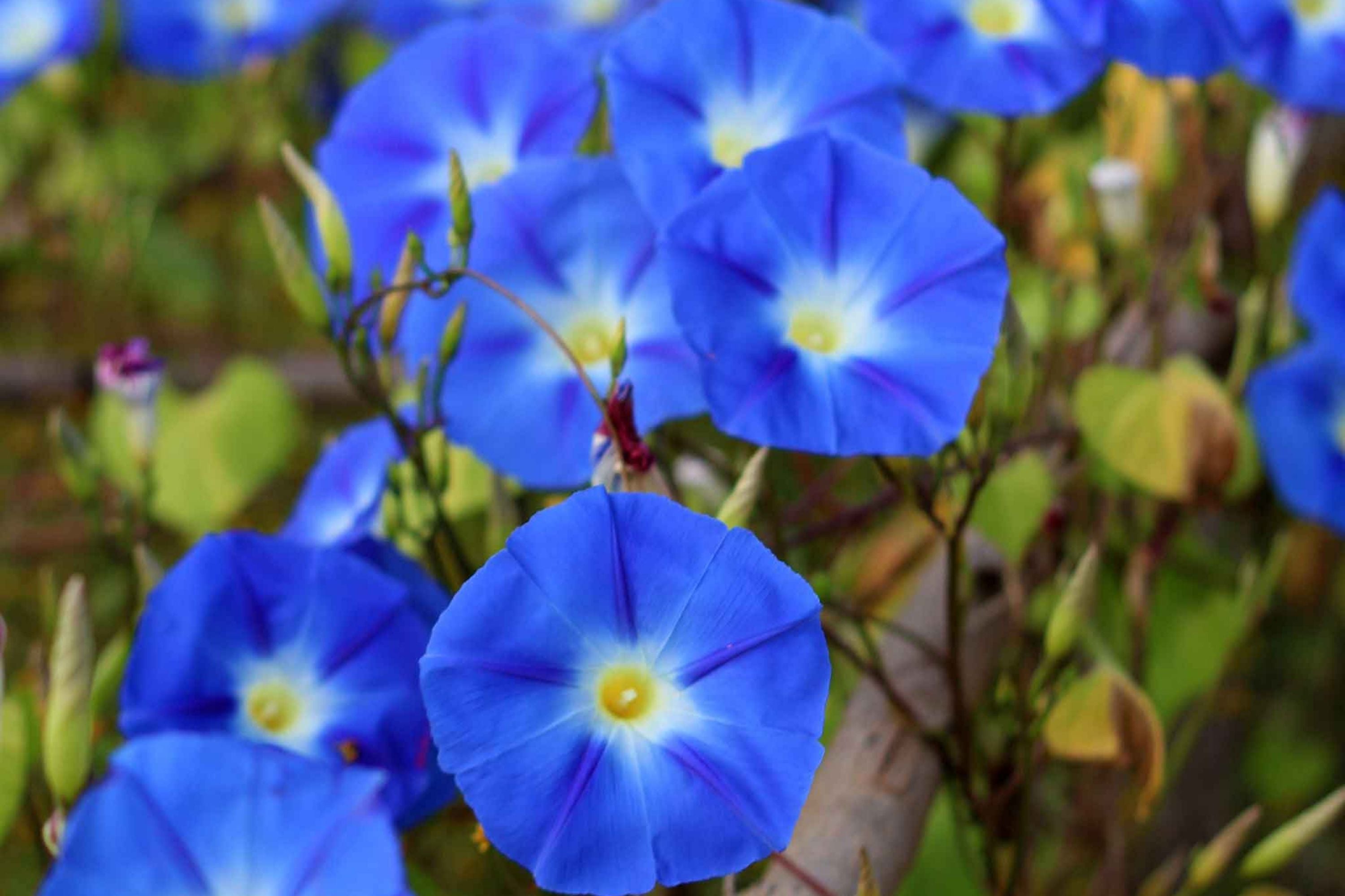 Heavenly Blue Morning Glory Seeds | 5" Blue Flowers | Ipomoea tricolor | Non-GMO Garden Seeds for Vines & Trellises