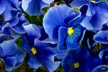 Swiss Giants Pansy Seeds - Pensee Mix Viola Wittrockiana Flower Seeds for Gardens & Containers, Vibrant Colorful Blooms, 100 Pack