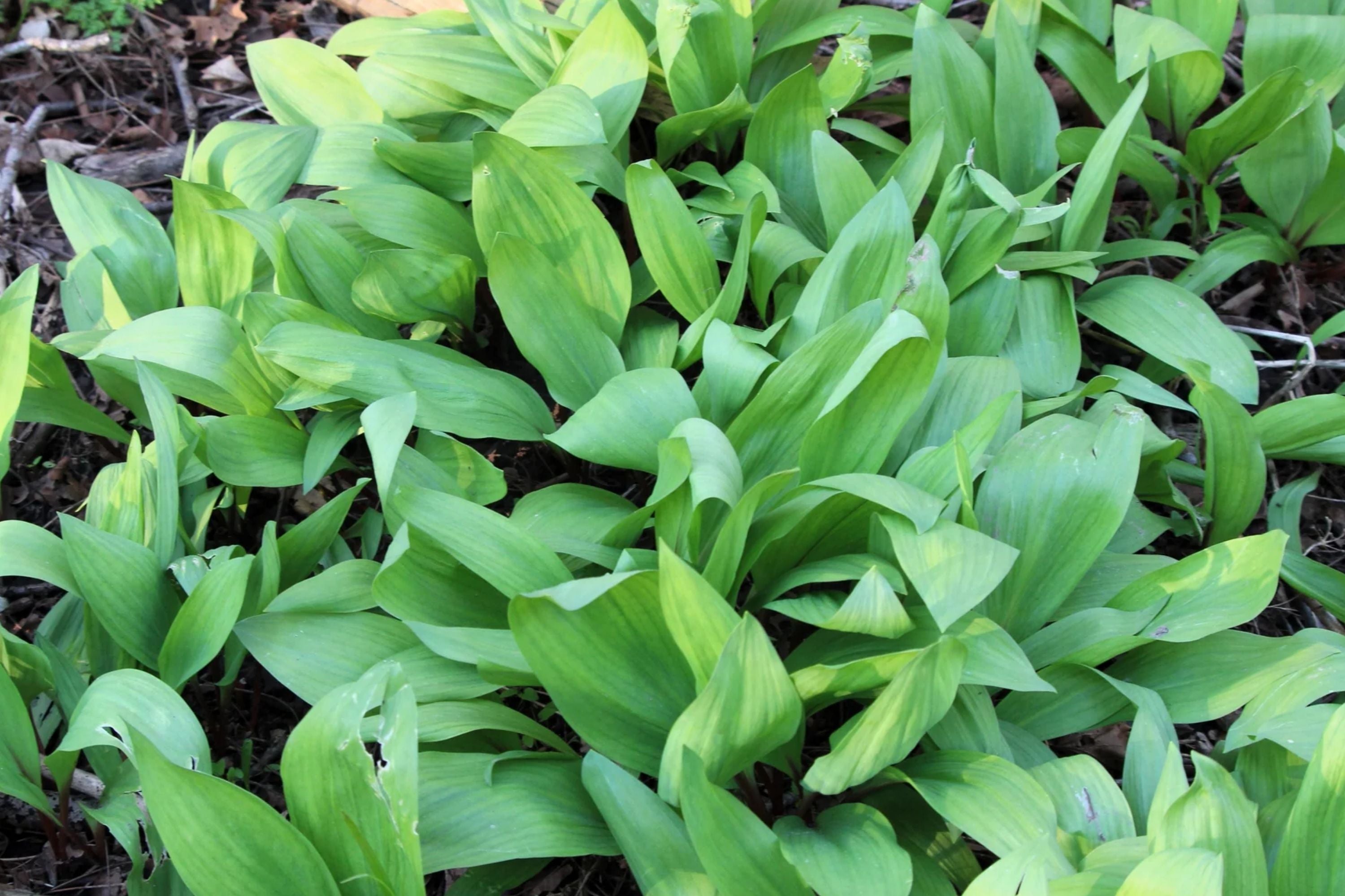Wild Ramps Seeds - Allium tricoccum - Grow Wild Garlic & Wild Leek