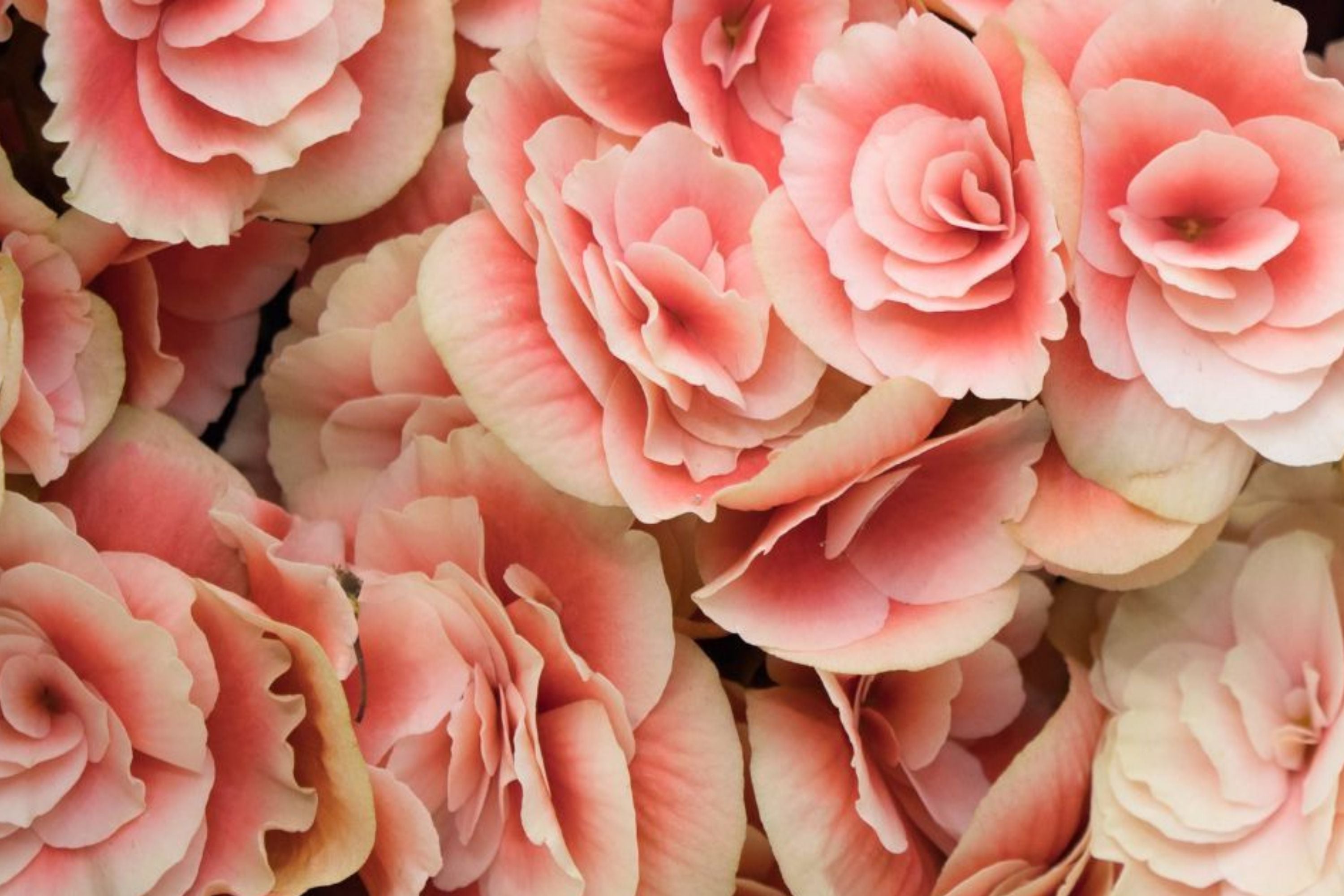 Coral Mosaic Begonia Seeds - Non-GMO Flower Seeds for Indoor & Outdoor Gardens, Begonia rex