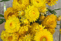 Golden Yellow Strawflower Seeds | Non-GMO Helichrysum bracteatum Bulk Seed Pack