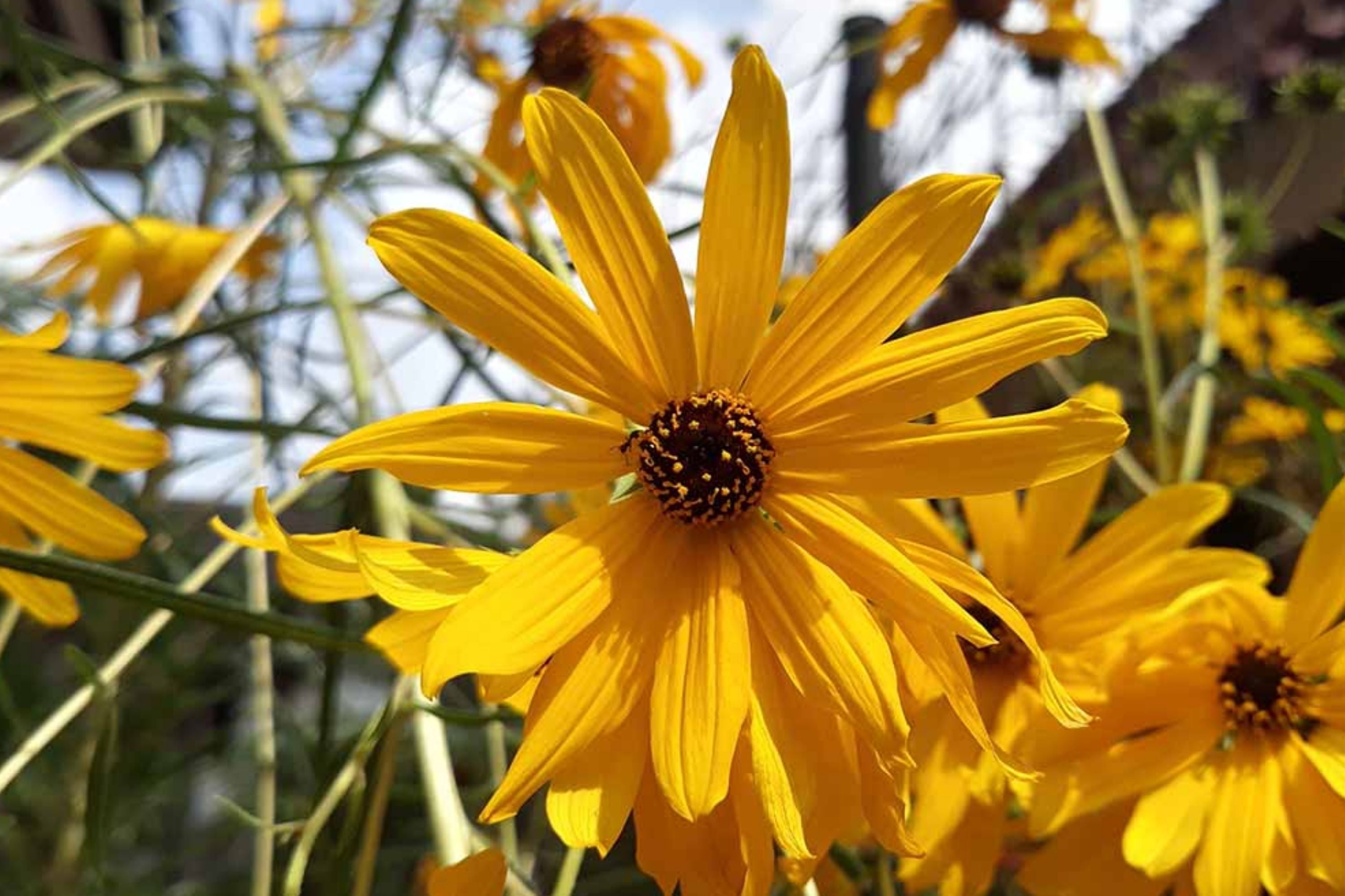 Swamp Sunflower Seeds | Helianthus angustifolius | Bright Yellow, Late-Season Blooms, Perennial Flower Seeds for Garden