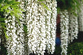 White Wisteria Seeds - Floribunda Alba Climbing Flower Vine for Garden & Landscape - Hardy, Fragrant, Pollinator Attracting