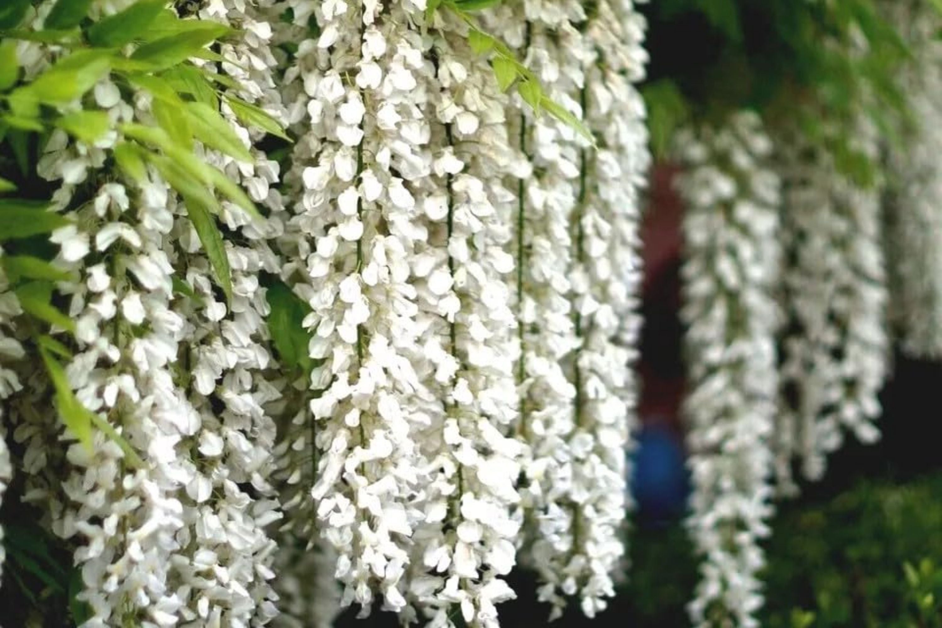 White Wisteria Seeds - Floribunda Alba Climbing Flower Vine for Garden & Landscape - Hardy, Fragrant, Pollinator Attracting